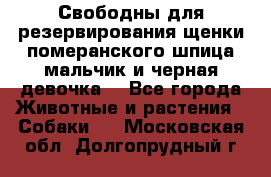 Свободны для резервирования щенки померанского шпица мальчик и черная девочка  - Все города Животные и растения » Собаки   . Московская обл.,Долгопрудный г.